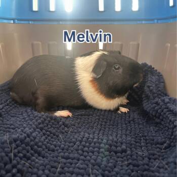 Rescue Guinea Pig Guinea Pigs for Adoption in Ripon, California - Melvin | PetCurious
